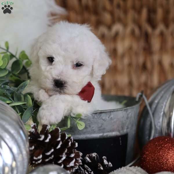 Rudolph (tiny), Bichon Frise Puppy